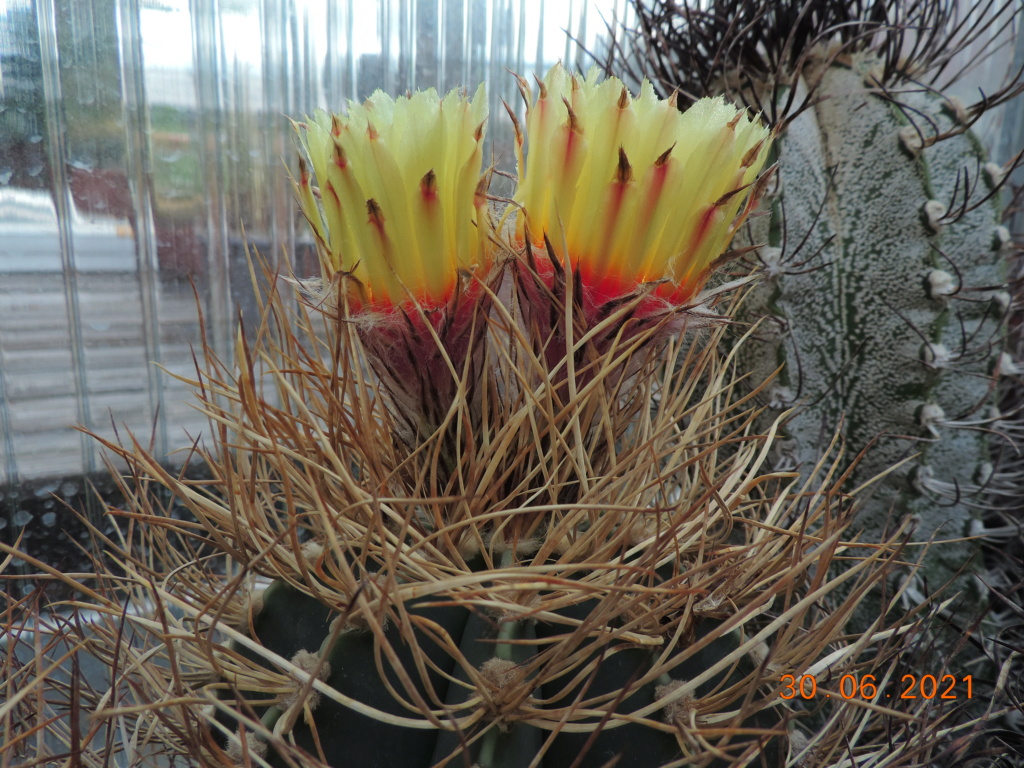 Cacti and Sukkulent in Köln, every day new flowers in the greenhouse Part 262 Bild8232