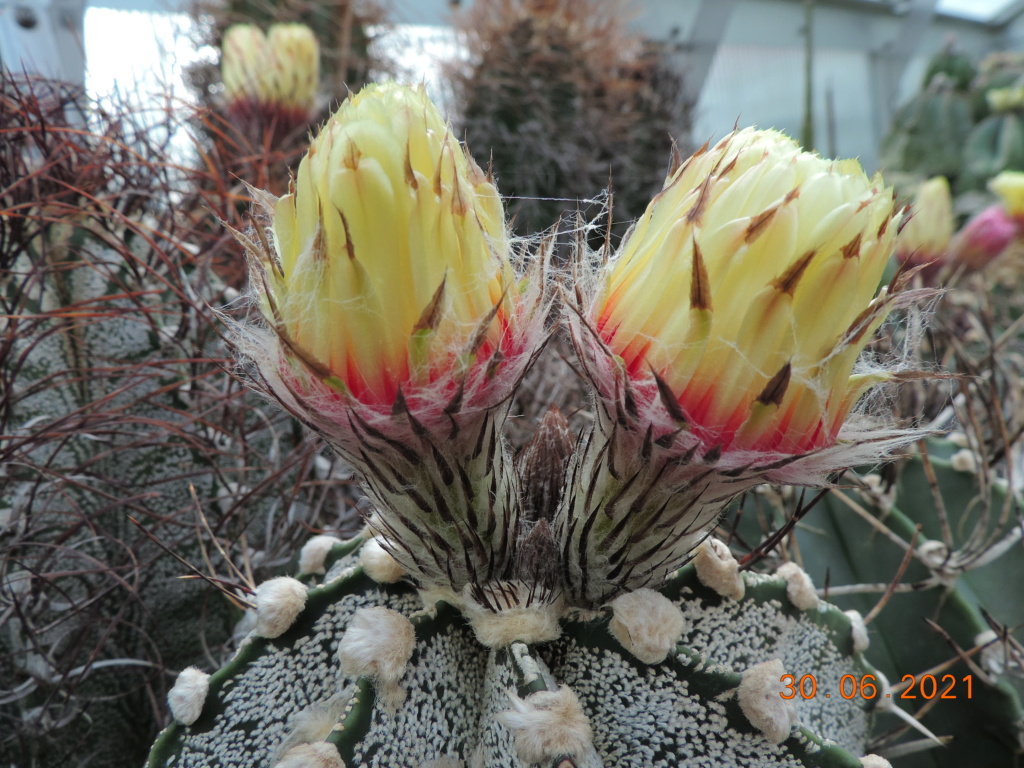 Cacti and Sukkulent in Köln, every day new flowers in the greenhouse Part 262 Bild8233