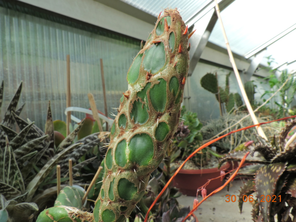 Cacti and Sukkulent in Köln, every day new flowers in the greenhouse Part 262 Bild8234