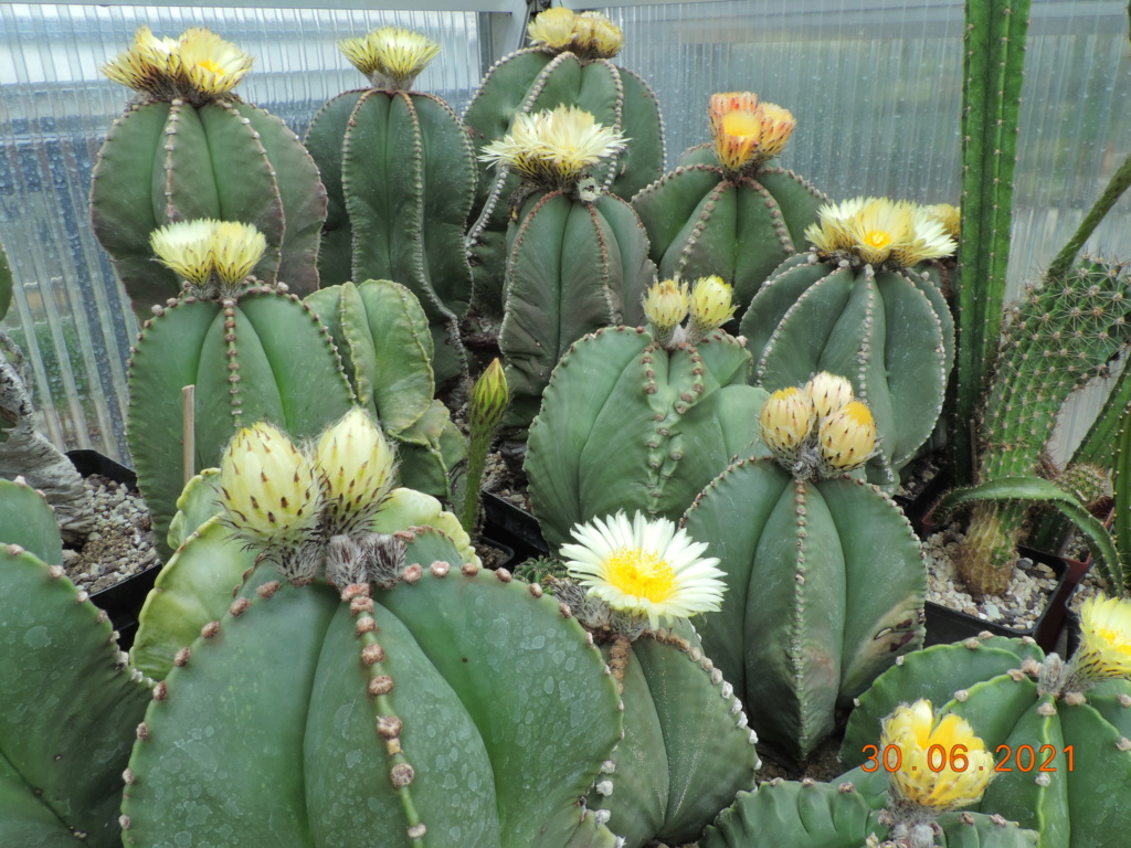 Cacti and Sukkulent in Köln, every day new flowers in the greenhouse Part 262 Bild8236