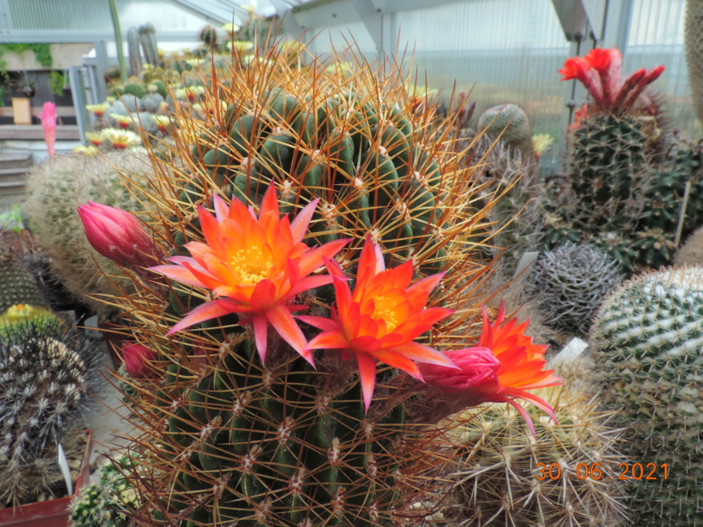 Cacti and Sukkulent in Köln, every day new flowers in the greenhouse Part 262 Bild8237