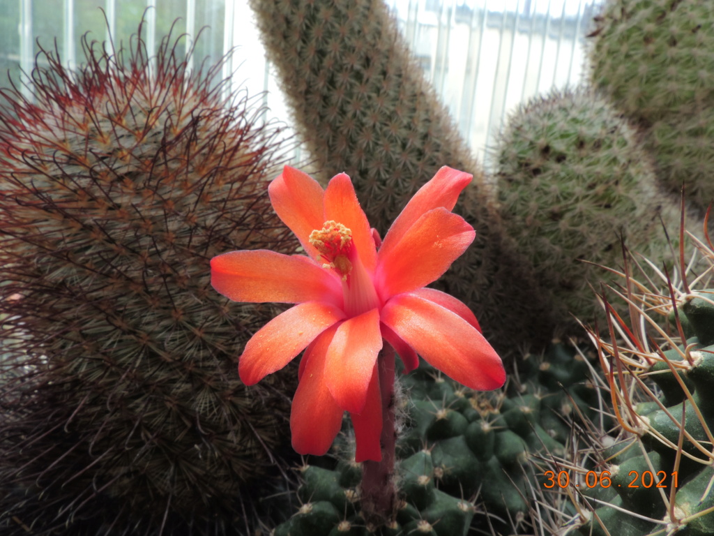Cacti and Sukkulent in Köln, every day new flowers in the greenhouse Part 262 Bild8238