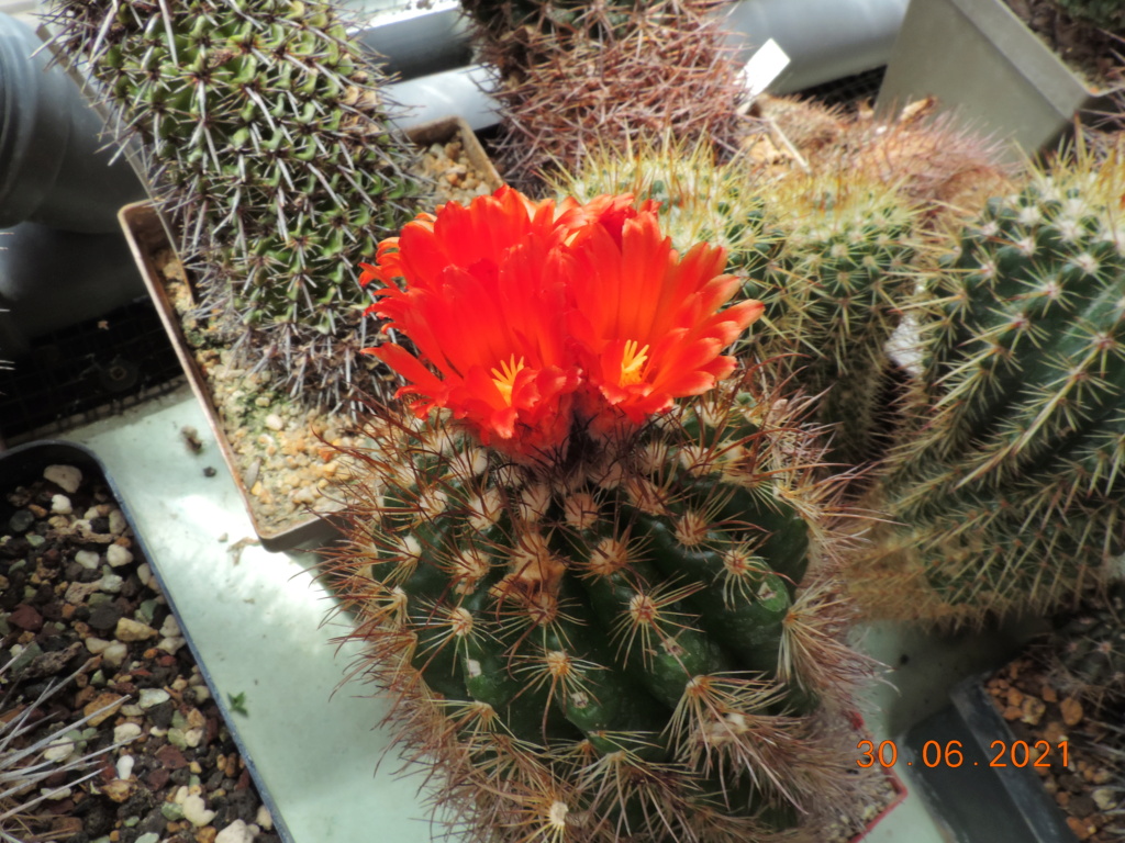 Cacti and Sukkulent in Köln, every day new flowers in the greenhouse Part 262 Bild8240