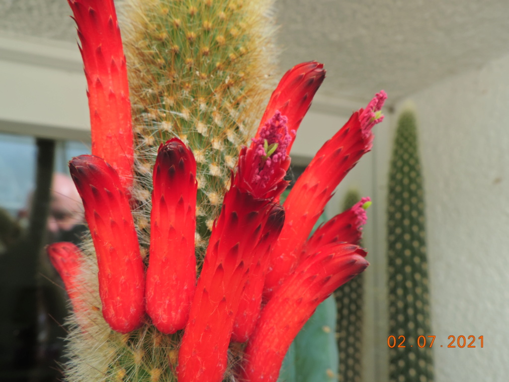 Cacti and Sukkulent in Köln, every day new flowers in the greenhouse Part 262 Bild8264