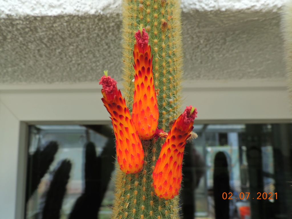 Cacti and Sukkulent in Köln, every day new flowers in the greenhouse Part 262 Bild8265