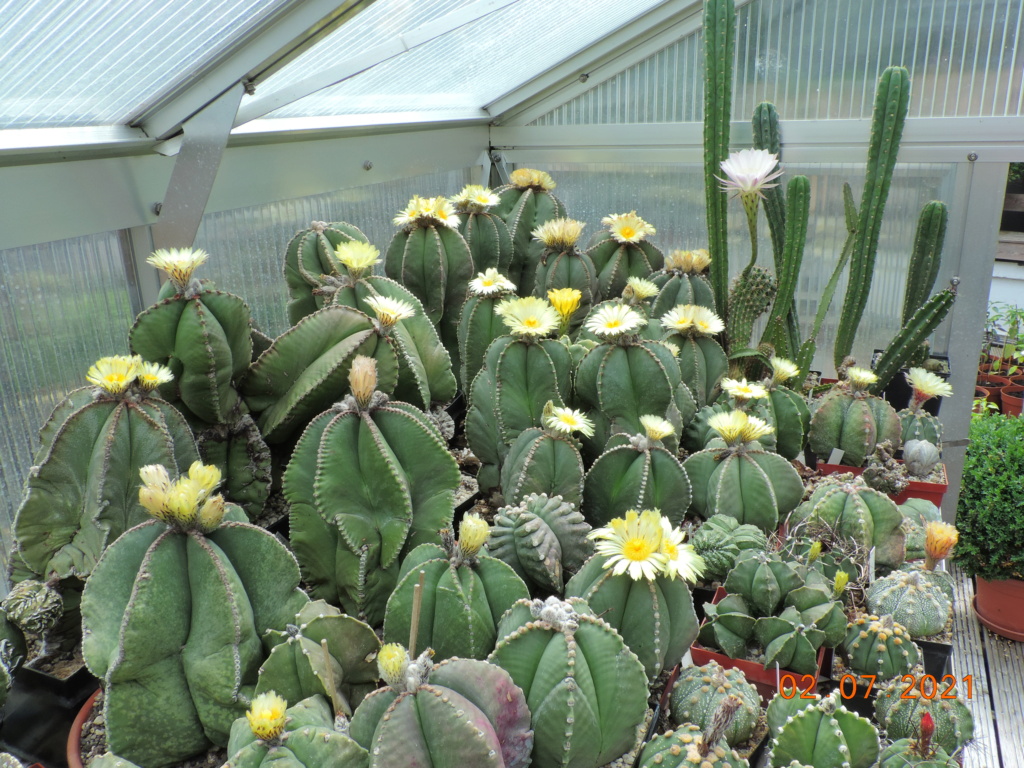 Cacti and Sukkulent in Köln, every day new flowers in the greenhouse Part 262 Bild8266