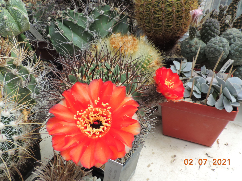 Cacti and Sukkulent in Köln, every day new flowers in the greenhouse Part 262 Bild8267