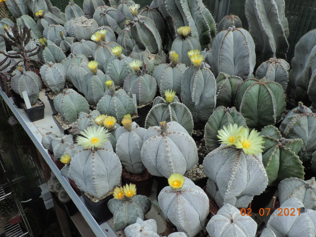 Cacti and Sukkulent in Köln, every day new flowers in the greenhouse Part 262 Bild8268