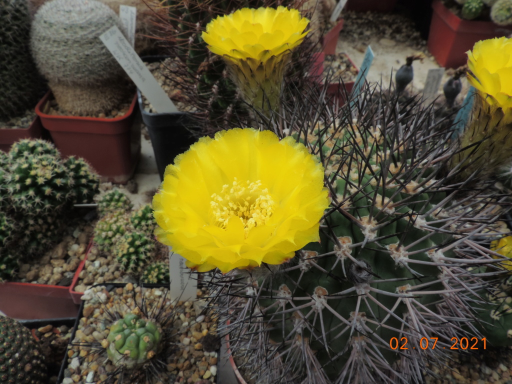 Cacti and Sukkulent in Köln, every day new flowers in the greenhouse Part 262 Bild8273