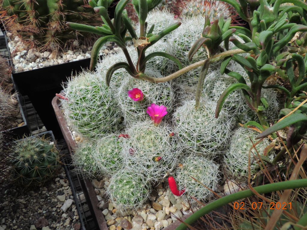 Cacti and Sukkulent in Köln, every day new flowers in the greenhouse Part 262 Bild8275