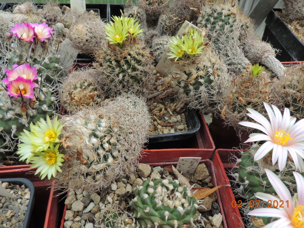 Cacti and Sukkulent in Köln, every day new flowers in the greenhouse Part 262 Bild8277