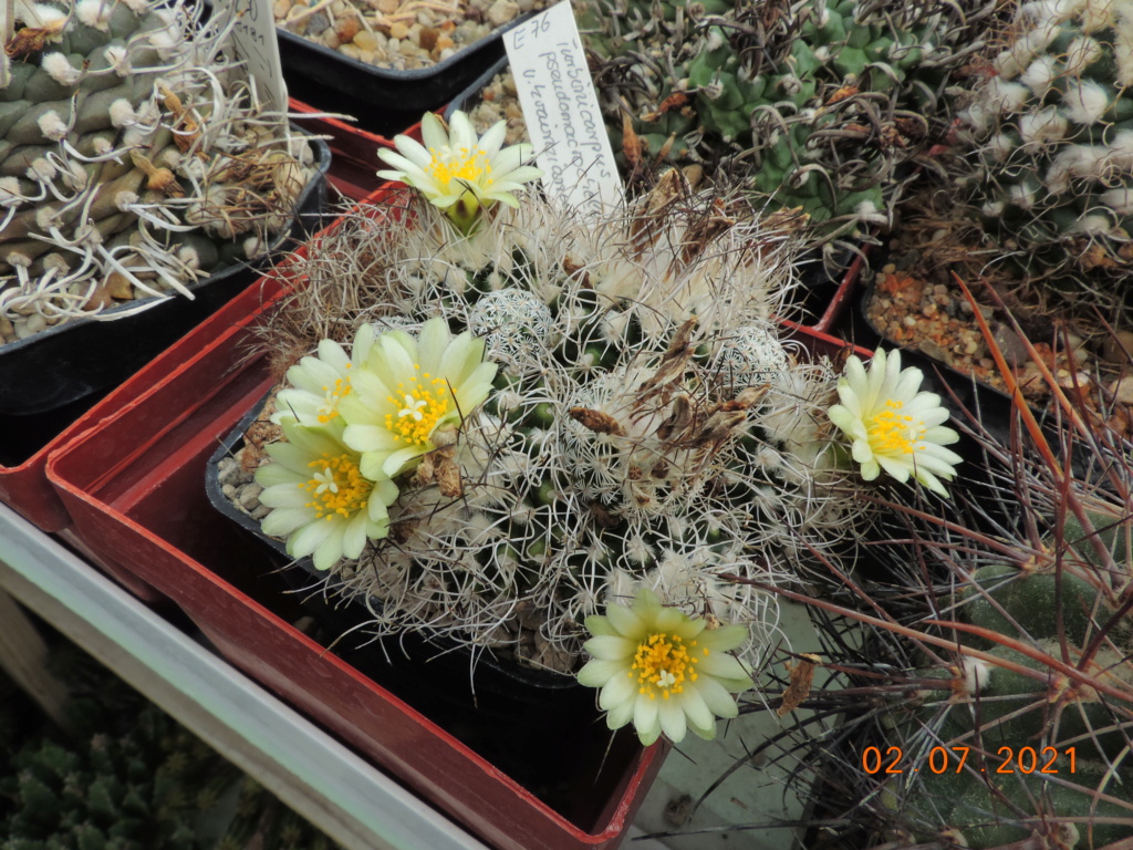 Cacti and Sukkulent in Köln, every day new flowers in the greenhouse Part 262 Bild8278