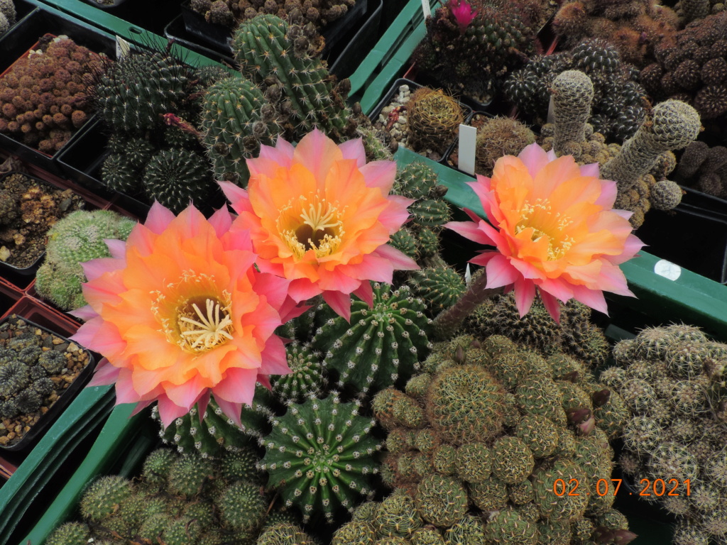 Cacti and Sukkulent in Köln, every day new flowers in the greenhouse Part 262 Bild8279