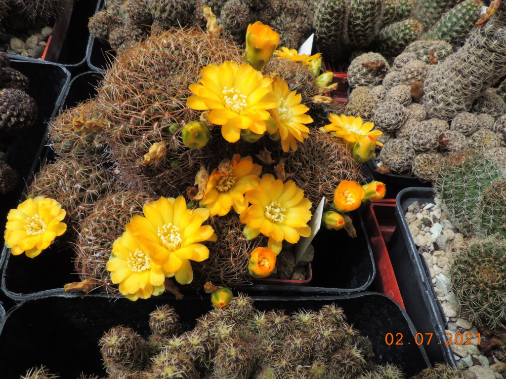 Cacti and Sukkulent in Köln, every day new flowers in the greenhouse Part 262 Bild8280
