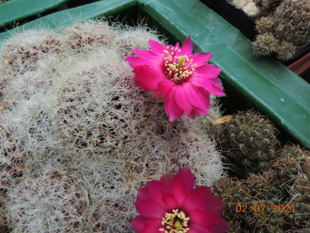 Cacti and Sukkulent in Köln, every day new flowers in the greenhouse Part 262 Bild8281