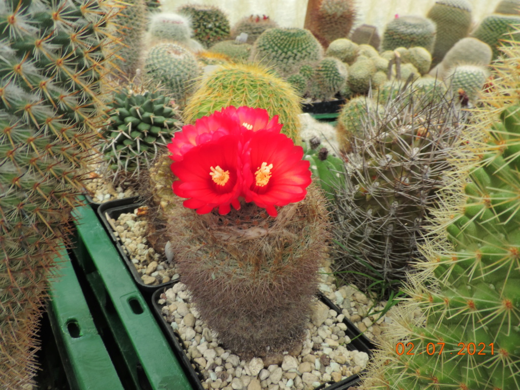 Cacti and Sukkulent in Köln, every day new flowers in the greenhouse Part 262 Bild8282