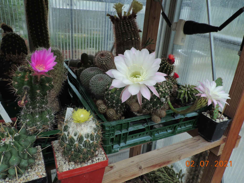 Cacti and Sukkulent in Köln, every day new flowers in the greenhouse Part 262 Bild8283