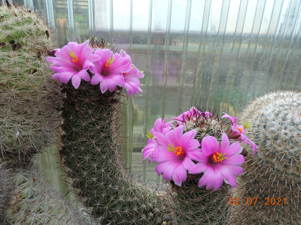 Cacti and Sukkulent in Köln, every day new flowers in the greenhouse Part 262 Bild8284