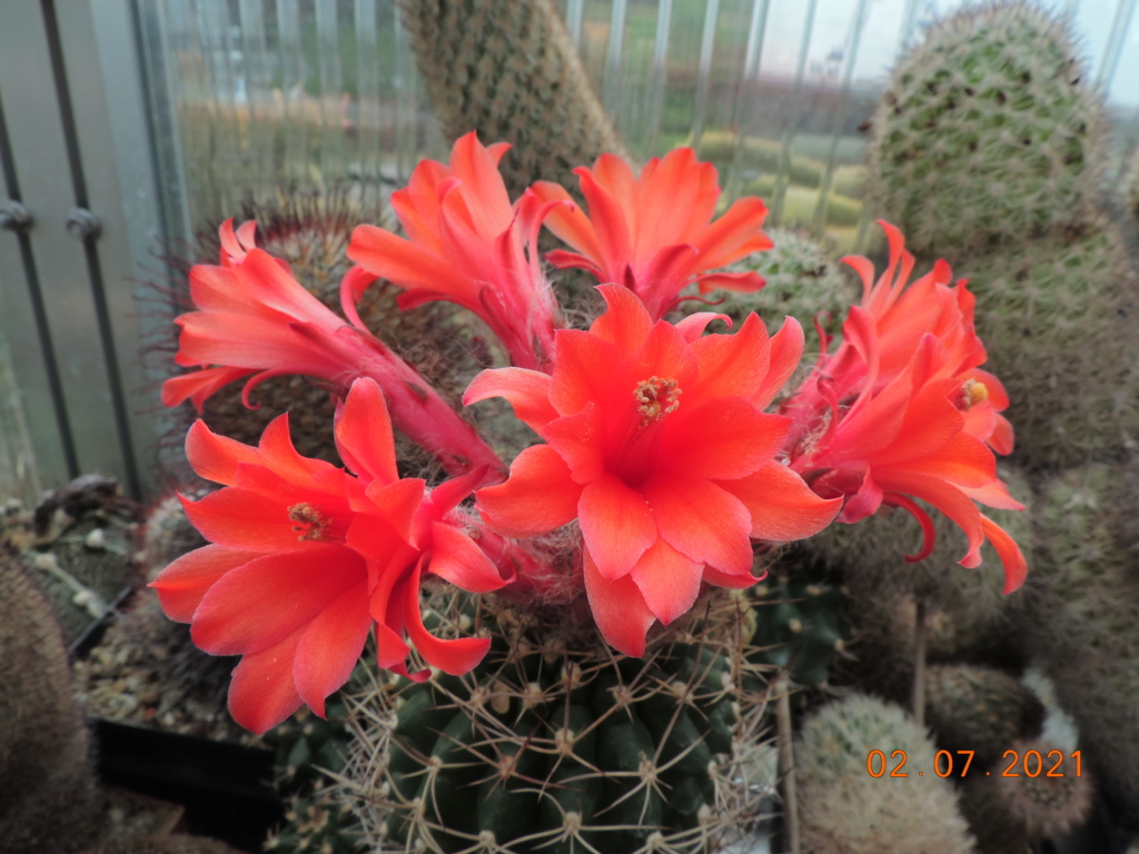 Cacti and Sukkulent in Köln, every day new flowers in the greenhouse Part 262 Bild8285