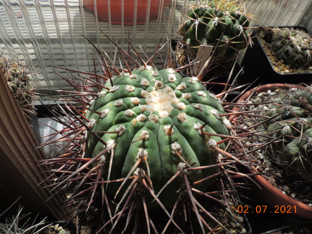 Cacti and Sukkulent in Köln, every day new flowers in the greenhouse Part 262 Bild8286