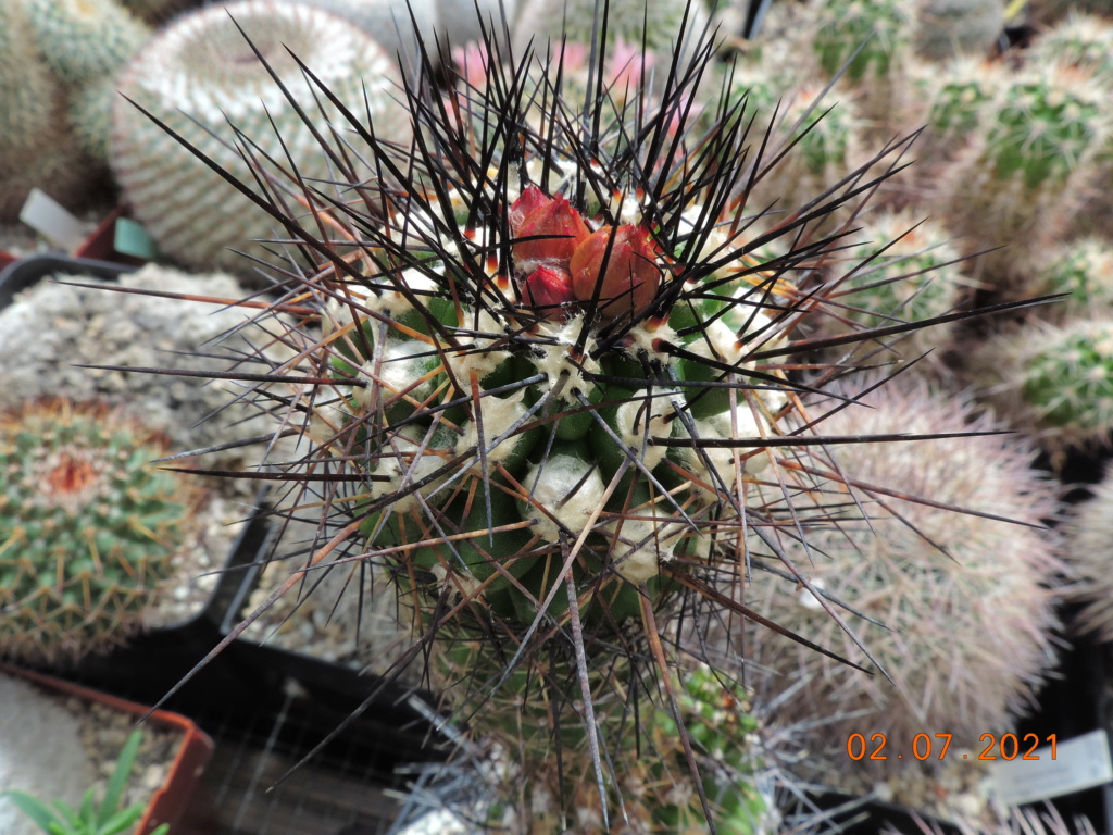 Cacti and Sukkulent in Köln, every day new flowers in the greenhouse Part 262 Bild8287