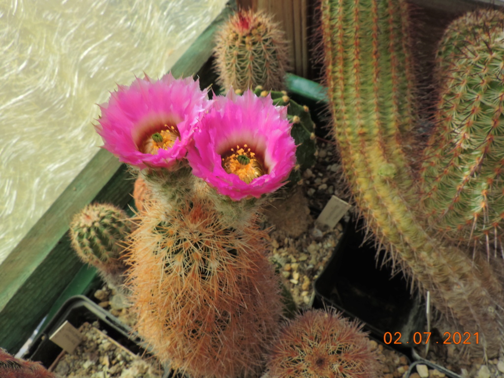 Cacti and Sukkulent in Köln, every day new flowers in the greenhouse Part 262 Bild8289