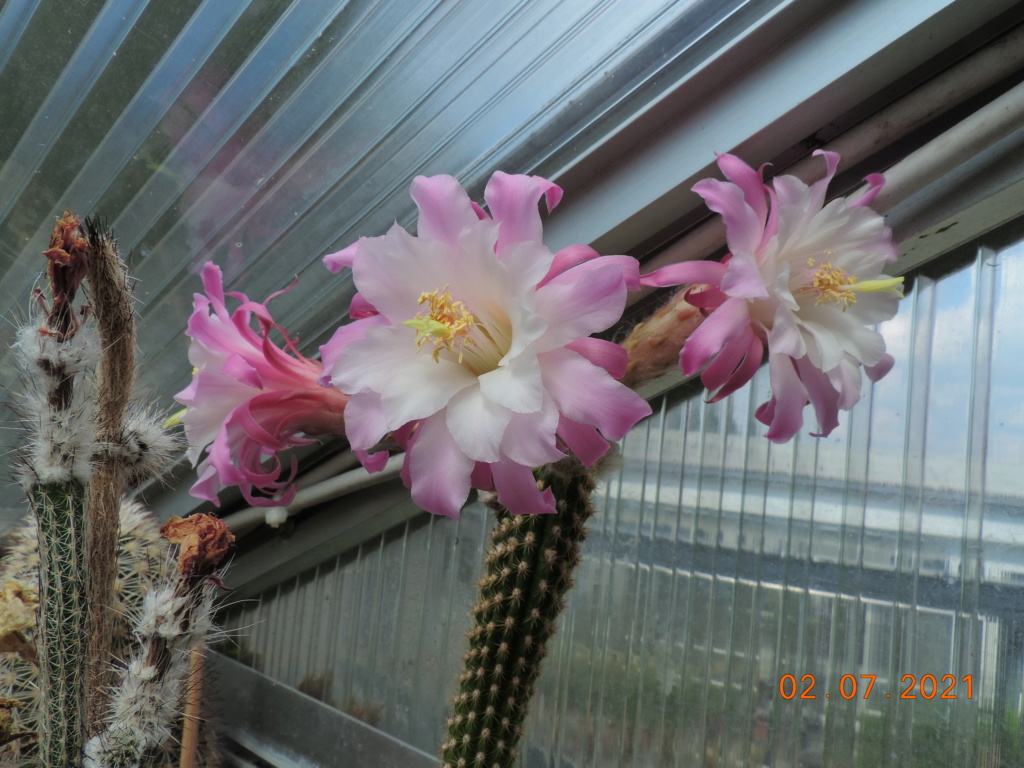 Cacti and Sukkulent in Köln, every day new flowers in the greenhouse Part 262 Bild8290