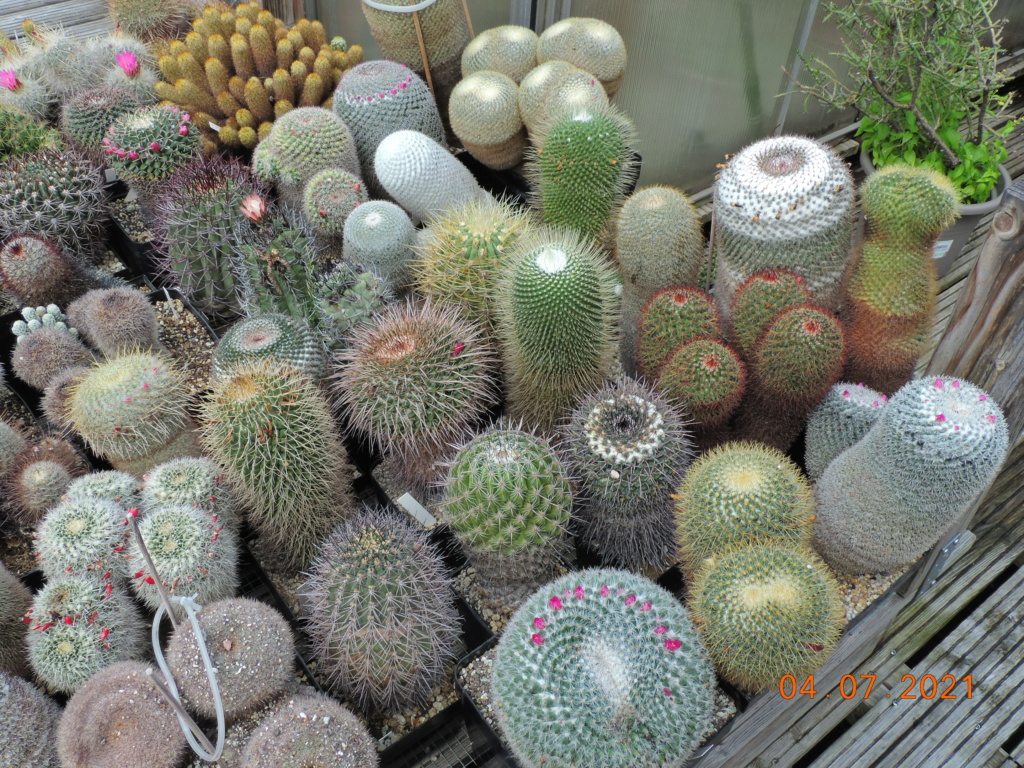 Cacti and Sukkulent in Köln, every day new flowers in the greenhouse Part 263 Bild8303