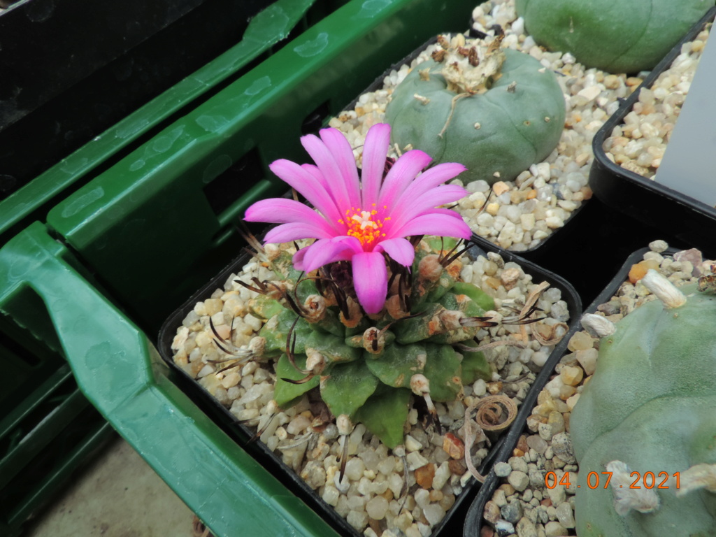 Cacti and Sukkulent in Köln, every day new flowers in the greenhouse Part 263 Bild8310