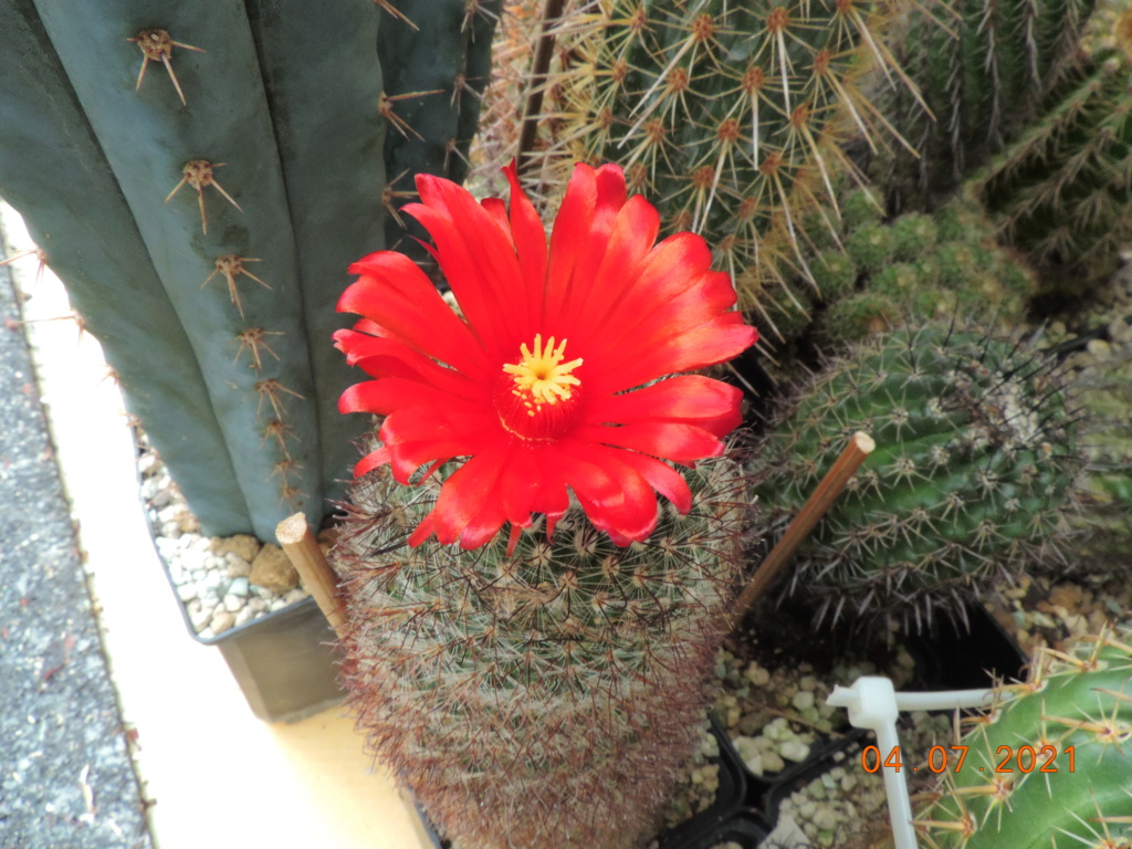 Cacti and Sukkulent in Köln, every day new flowers in the greenhouse Part 263 Bild8311