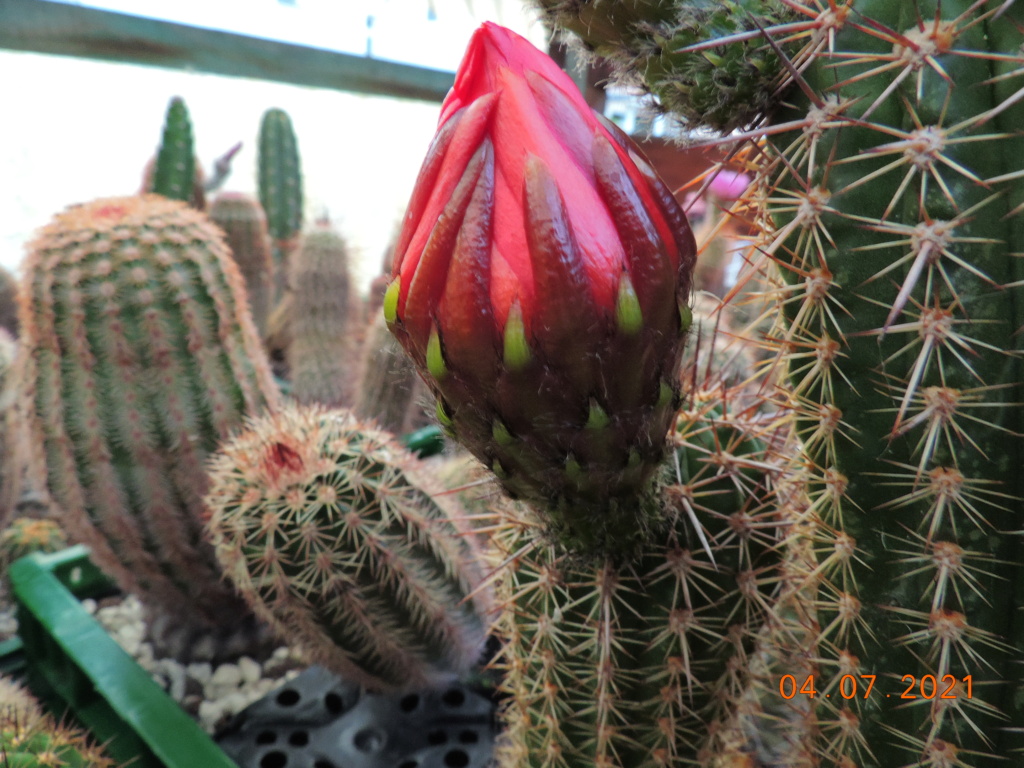 Cacti and Sukkulent in Köln, every day new flowers in the greenhouse Part 263 Bild8313