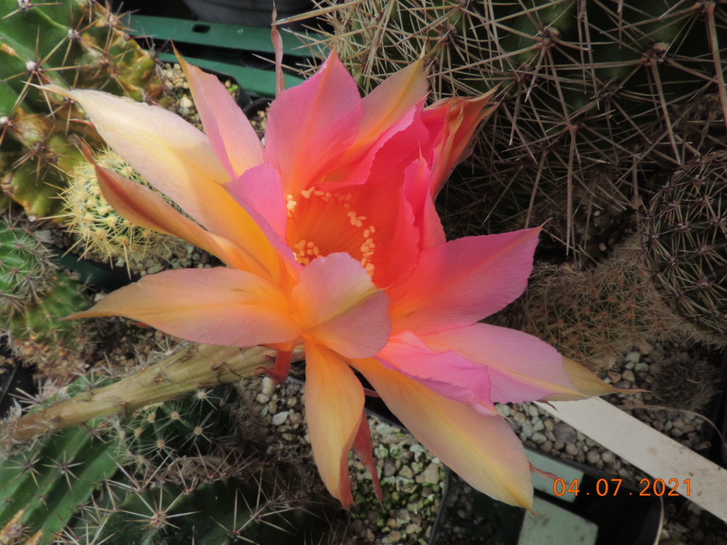 Cacti and Sukkulent in Köln, every day new flowers in the greenhouse Part 263 Bild8328