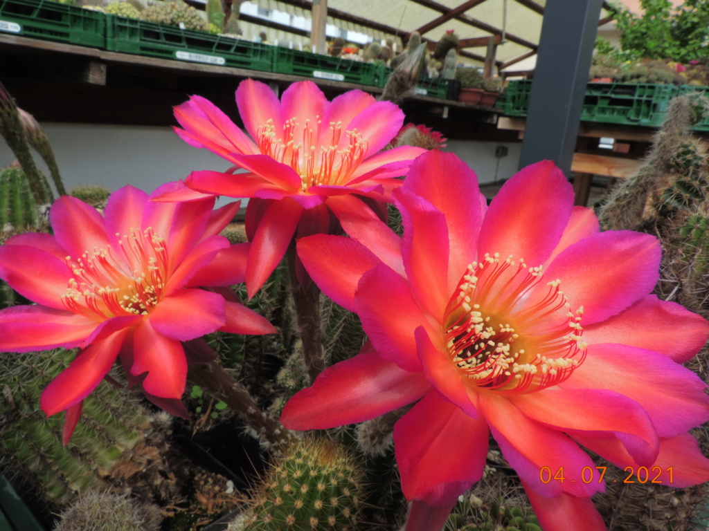 Cacti and Sukkulent in Köln, every day new flowers in the greenhouse Part 263 Bild8332