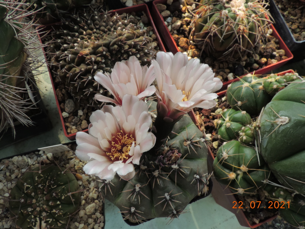 Cacti and Sukkulent in Köln, every day new flowers in the greenhouse Part 264 Bild8407