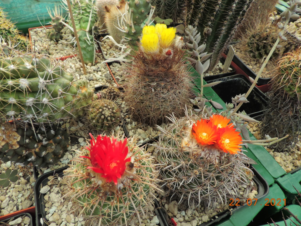 Cacti and Sukkulent in Köln, every day new flowers in the greenhouse Part 264 Bild8416