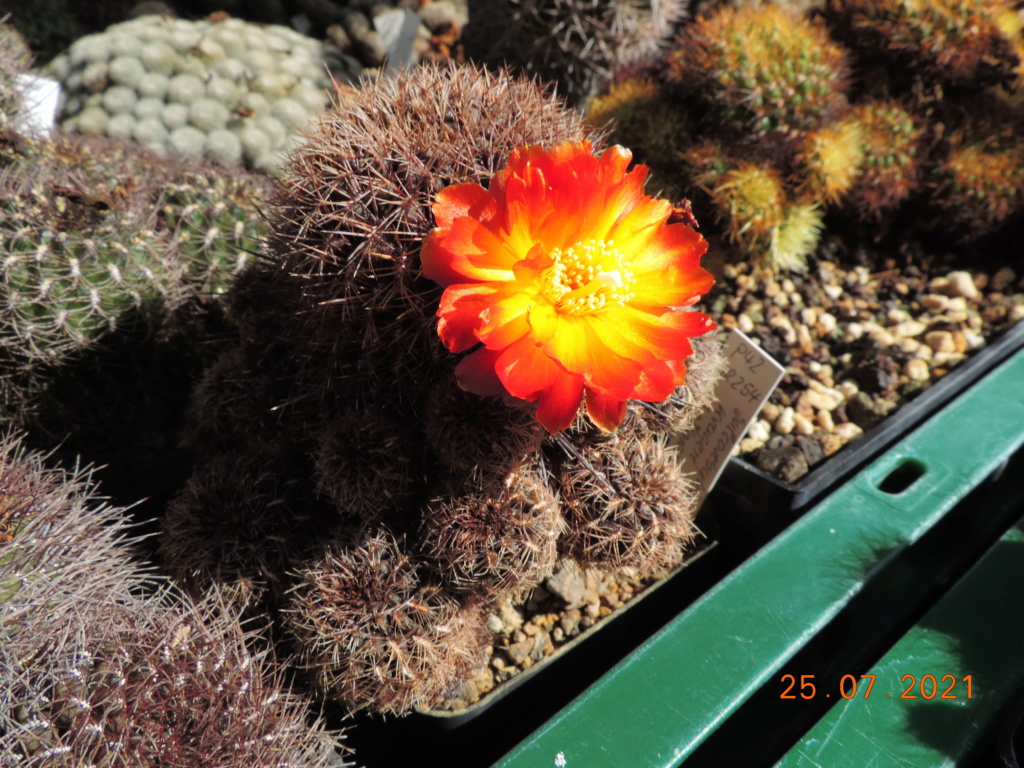 Cacti and Sukkulent in Köln, every day new flowers in the greenhouse Part 264 Bild8451