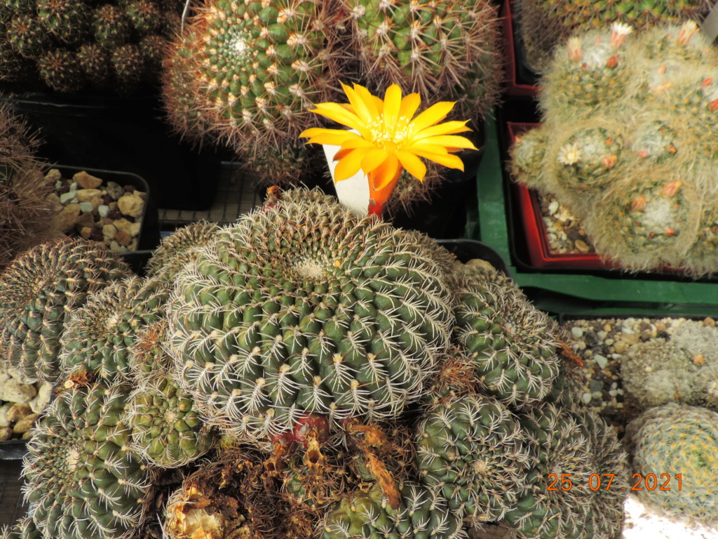 Cacti and Sukkulent in Köln, every day new flowers in the greenhouse Part 264 Bild8456