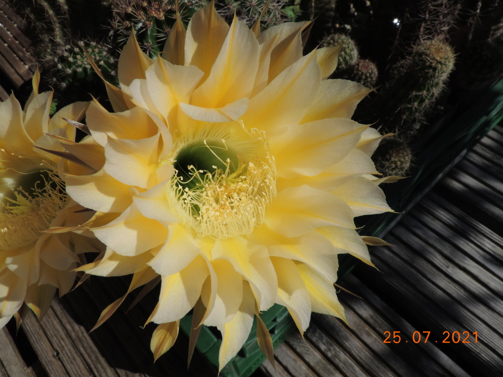 Cacti and Sukkulent in Köln, every day new flowers in the greenhouse Part 265 Bild8458