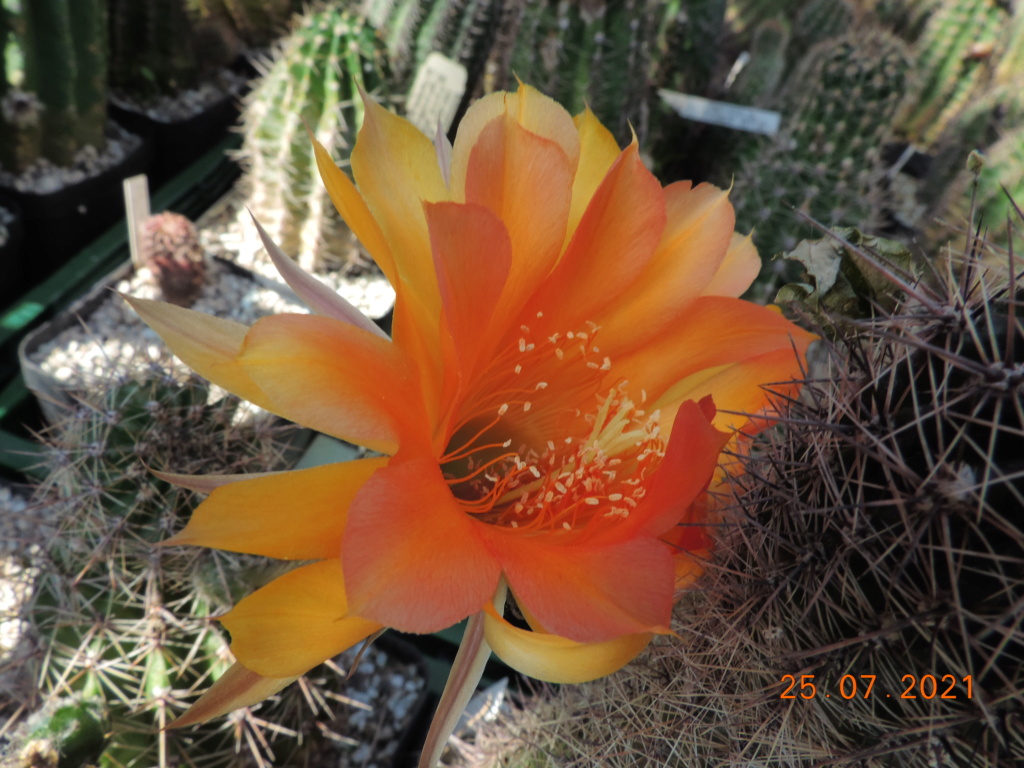 Cacti and Sukkulent in Köln, every day new flowers in the greenhouse Part 265 Bild8461