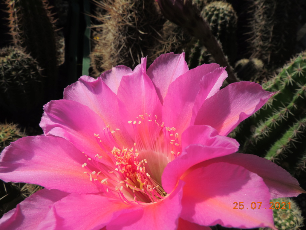 Cacti and Sukkulent in Köln, every day new flowers in the greenhouse Part 265 Bild8464