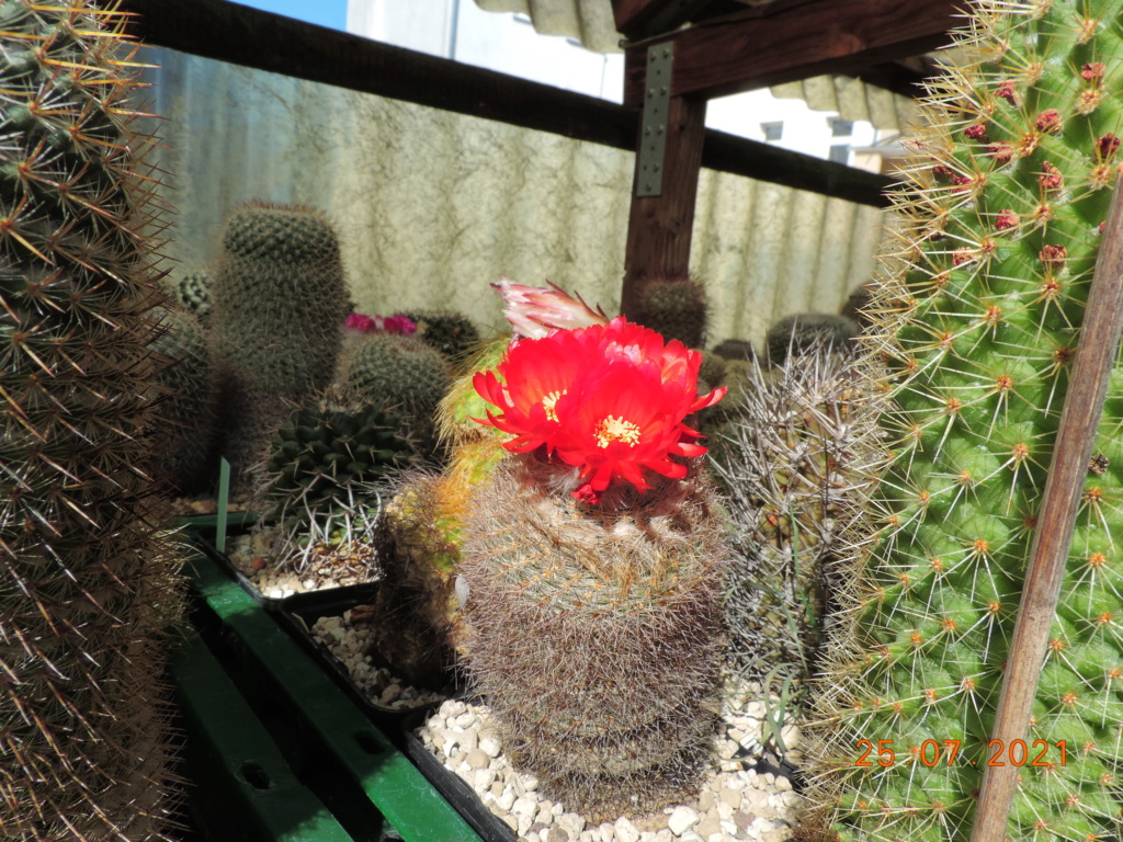 Cacti and Sukkulent in Köln, every day new flowers in the greenhouse Part 265 Bild8466