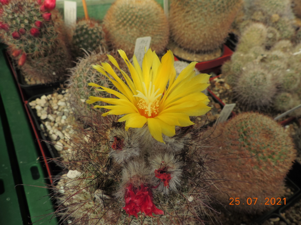 Cacti and Sukkulent in Köln, every day new flowers in the greenhouse Part 265 Bild8468