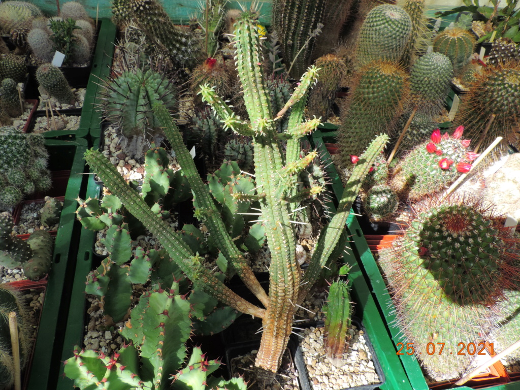 Cacti and Sukkulent in Köln, every day new flowers in the greenhouse Part 265 Bild8469