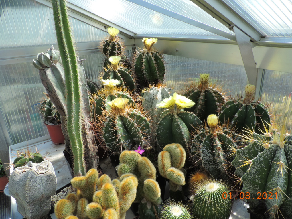 Cacti and Sukkulent in Köln, every day new flowers in the greenhouse Part 264 Bild8489