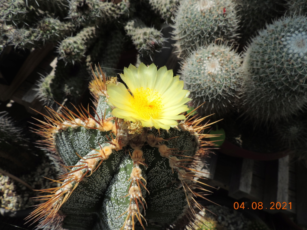 Cacti and Sukkulent in Köln, every day new flowers in the greenhouse Part 265 Bild8509