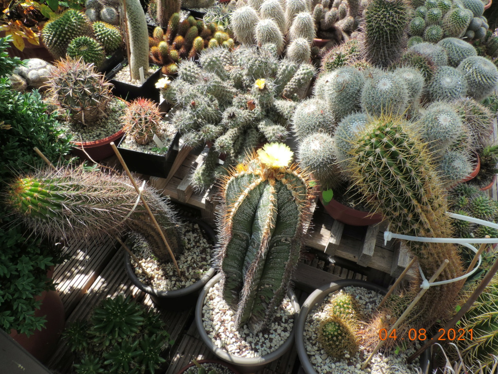 Cacti and Sukkulent in Köln, every day new flowers in the greenhouse Part 265 Bild8510