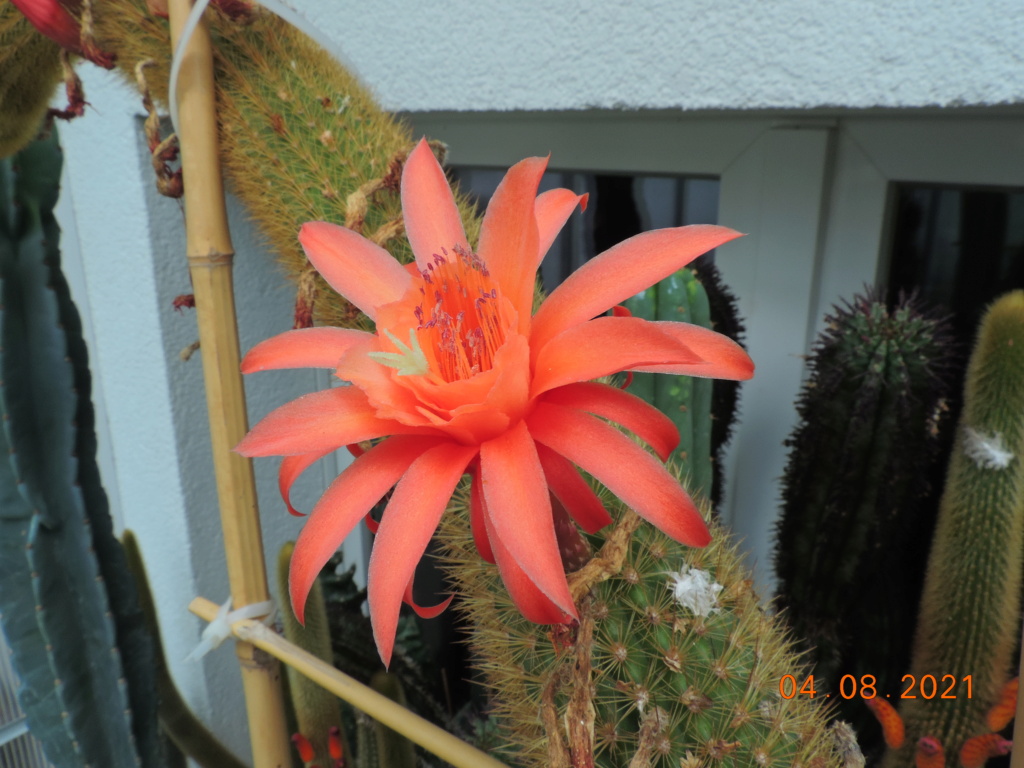 Cacti and Sukkulent in Köln, every day new flowers in the greenhouse Part 265 Bild8512