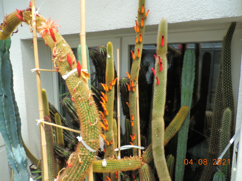 Cacti and Sukkulent in Köln, every day new flowers in the greenhouse Part 265 Bild8514