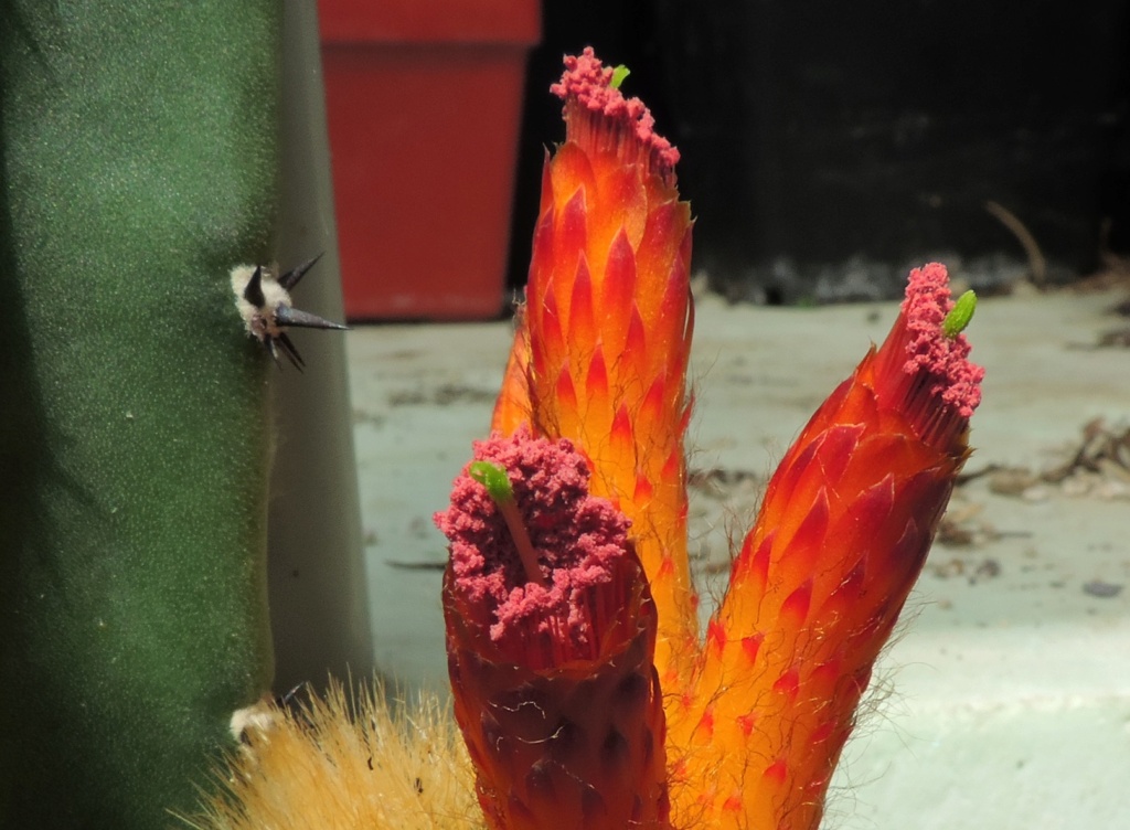 Cacti and Sukkulent in Köln, every day new flowers in the greenhouse Part 265 Bild8515