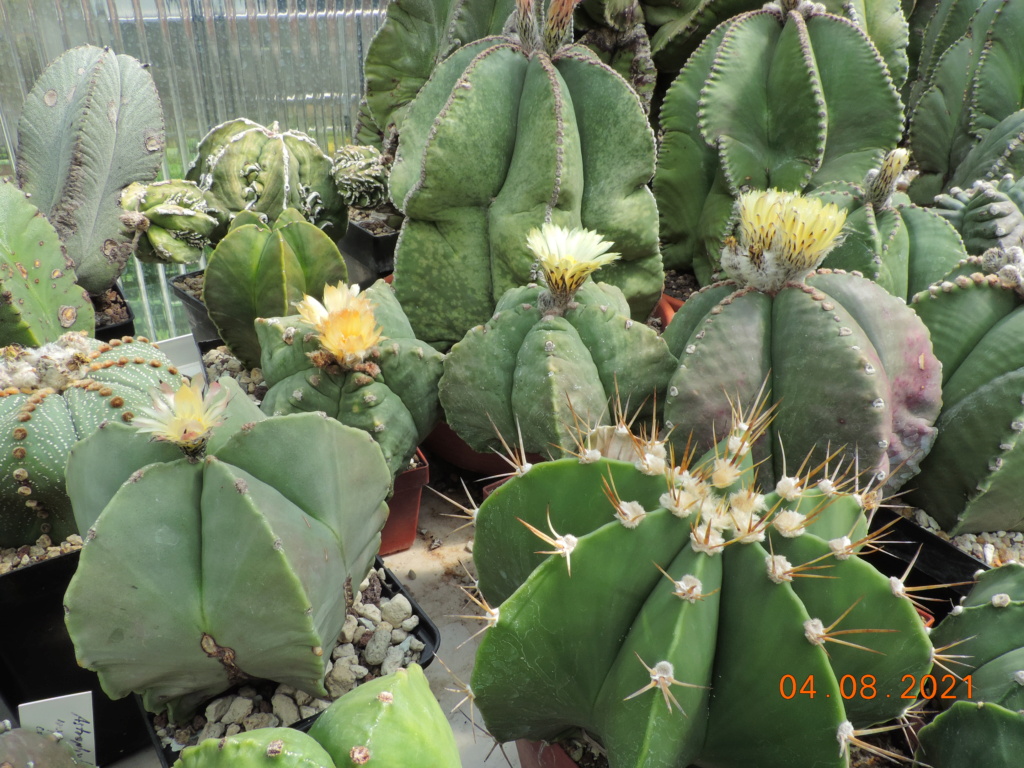 Cacti and Sukkulent in Köln, every day new flowers in the greenhouse Part 265 Bild8517